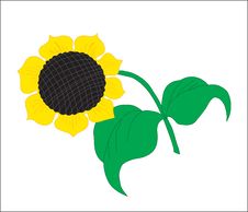 A Blossoming Sunflower With Sunflower Seed Stock Photos