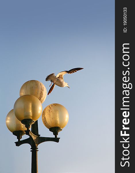 Seagull flying away in the sky