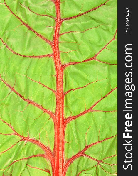Closeup of red swiss chard leaf.
