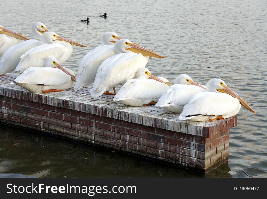 Picture of a group of pelicans sitting on a wall