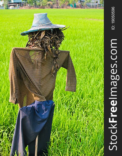 thai scarecrow in a field of rice