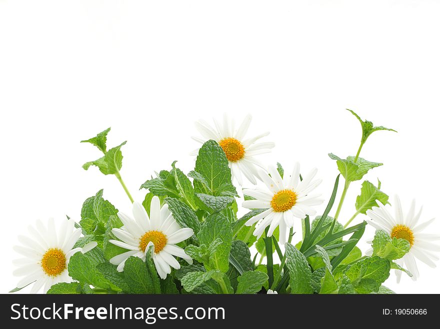 Fresh Mint Leaves With Daisy