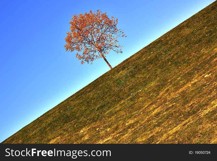 An HDR (high dynamic range; composed of multiple images made with different exposures) photograph. A solitary tree with golden leaves on a golden-green grass, against blue sky, shot at an unusual angle. An HDR (high dynamic range; composed of multiple images made with different exposures) photograph. A solitary tree with golden leaves on a golden-green grass, against blue sky, shot at an unusual angle.