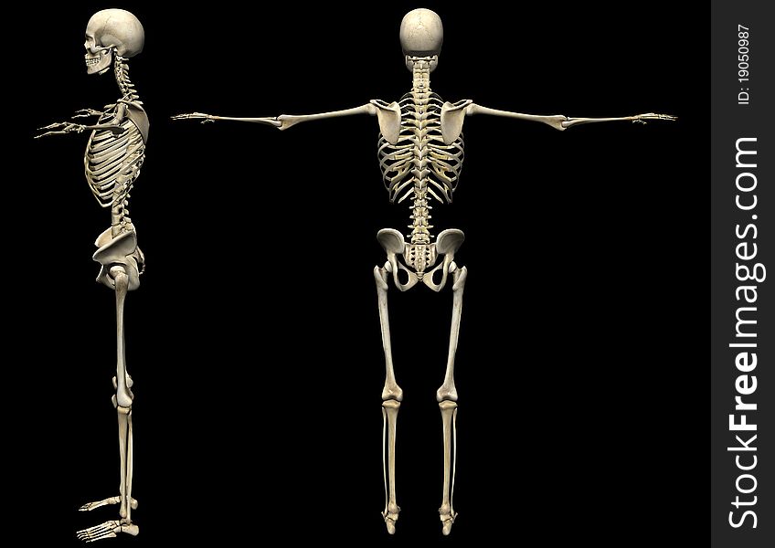 Human Skeleton