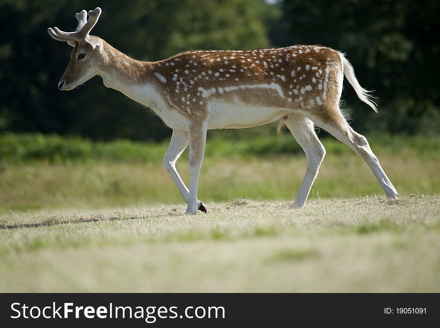 A lone deer walking in Richmond Park, London. A lone deer walking in Richmond Park, London