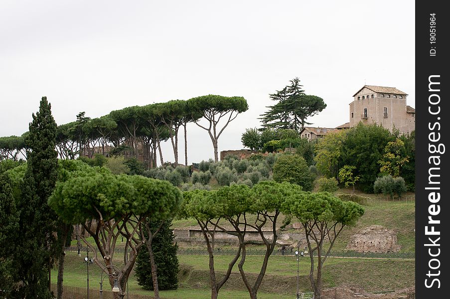 A view of Palatino with pines. A view of Palatino with pines