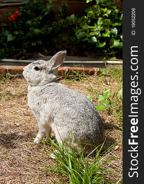 Cute rabbit in the grass field