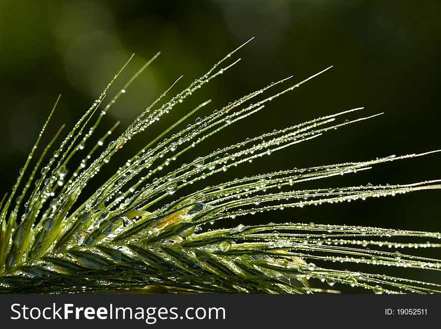 Rain drops on green grass spikelet. Rain drops on green grass spikelet