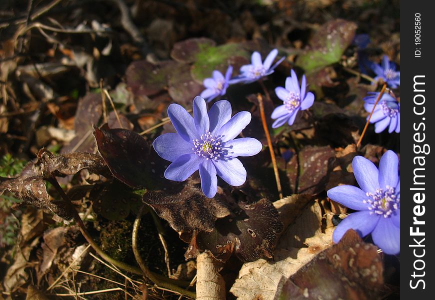 Hepatica transsilvanica 'Blue Jewel' , is native to Romania.Masses of starry deep-blue flowers provide rich decoration in early spring . Hepatica transsilvanica 'Blue Jewel' , is native to Romania.Masses of starry deep-blue flowers provide rich decoration in early spring .