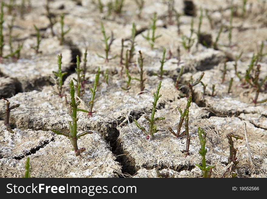 Salt grass on a dry cracked soil. Salt grass on a dry cracked soil
