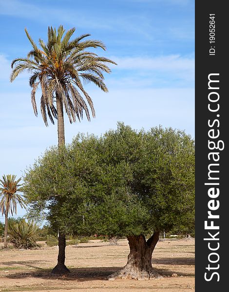 Date palm and olive tree in one garden