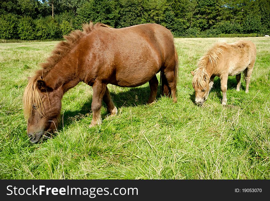 A sweet young horse with its mother eating green grass field. A sweet young horse with its mother eating green grass field.