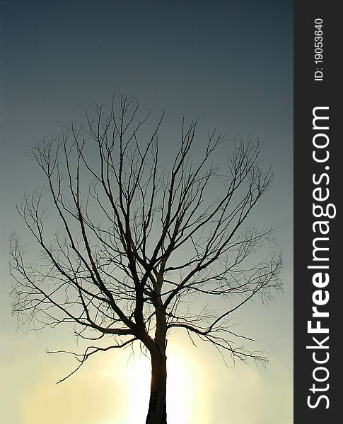 Bare tree silhouette on the sky background