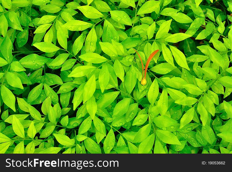 Two wing fruit on green leaves. Two wing fruit on green leaves.