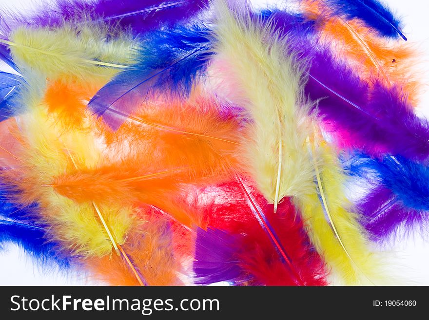 Feathers isolated on a white background