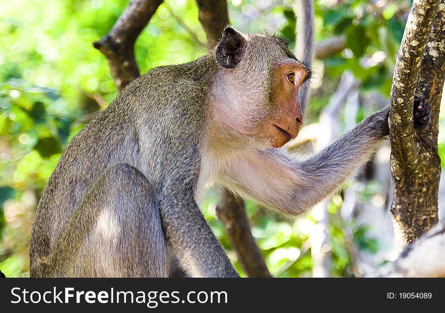 Wild monkey living in a Thai national park. Wild monkey living in a Thai national park