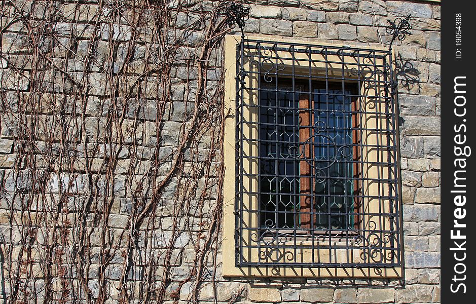 Dead vines on a wall. Dead vines on a wall