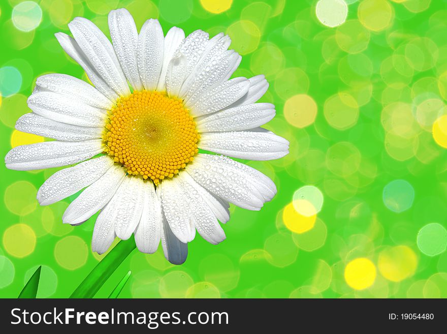 On the photo: Camomile closeup.