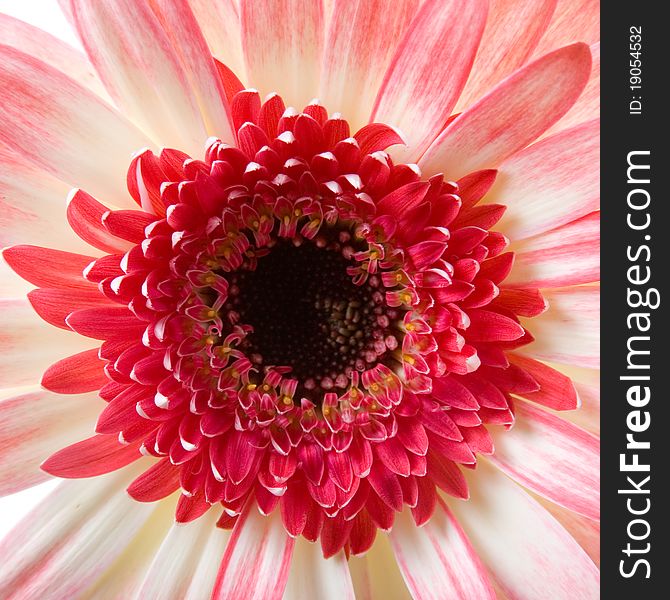 Pink Gerbera  Close-up