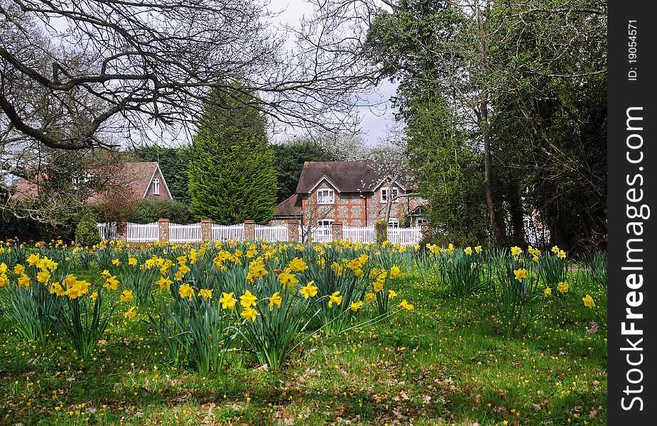 Arrival of Spring in an English Hamlet with masses of Daffodils with brick and flint House