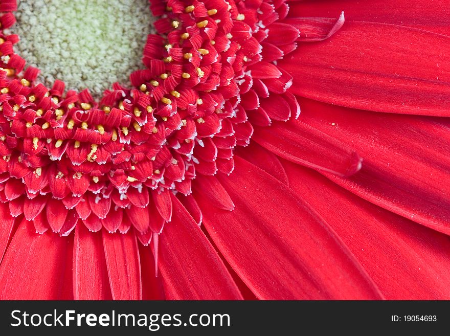 Red gerbera close-up, floral background. Red gerbera close-up, floral background