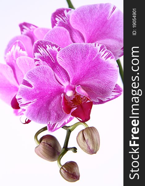 Pink orchid flowers on white background