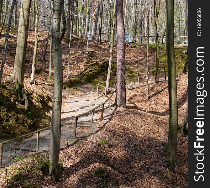 Path through the beautiful spring forest