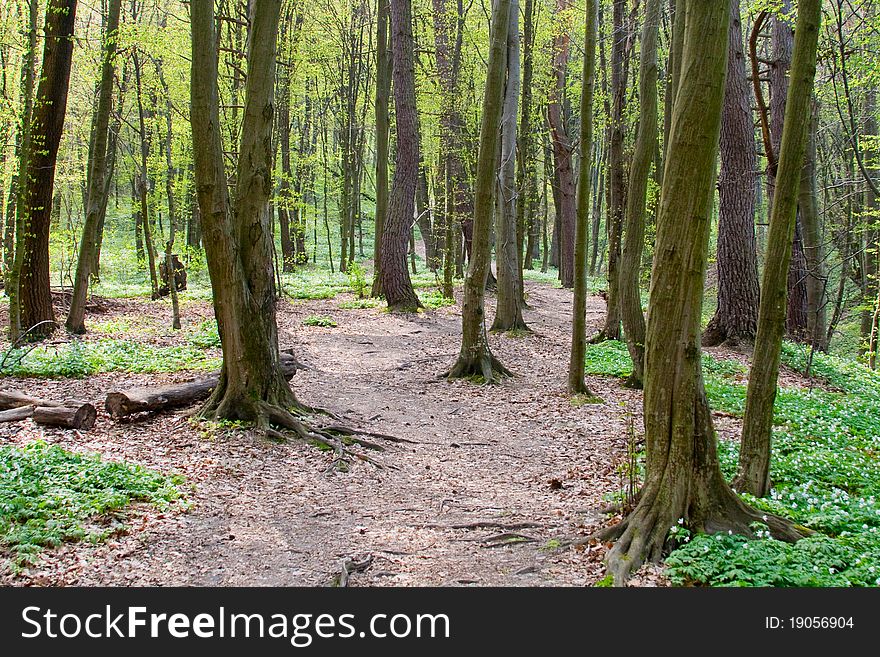 Path Through The Spring Forest