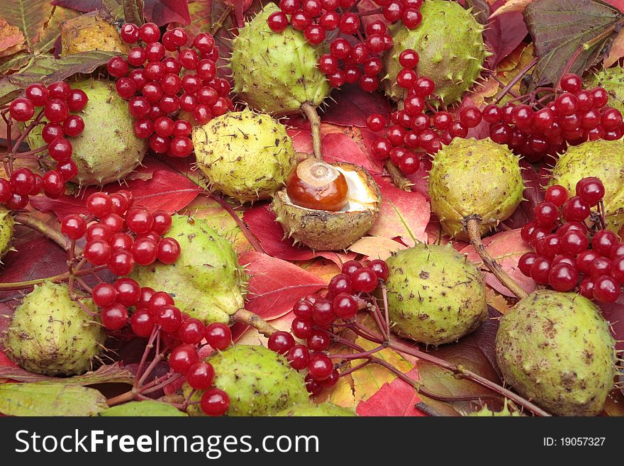 Chestnuts and autumn leaves closeup