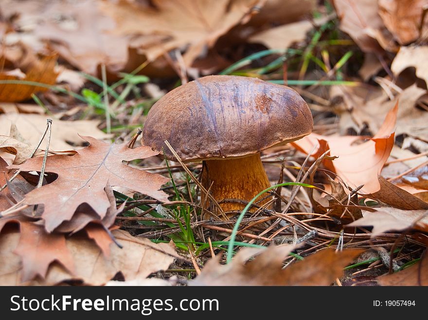 Edible mushroom grows in the autumn forest. Edible mushroom grows in the autumn forest