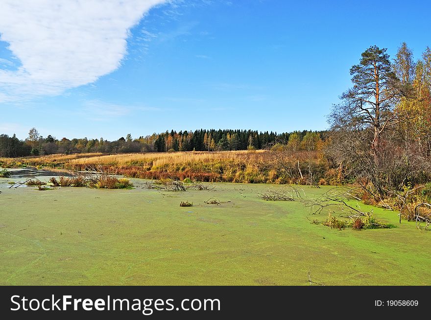 Green marshy lake with duckweed in forest, sunny autumn day. Green marshy lake with duckweed in forest, sunny autumn day