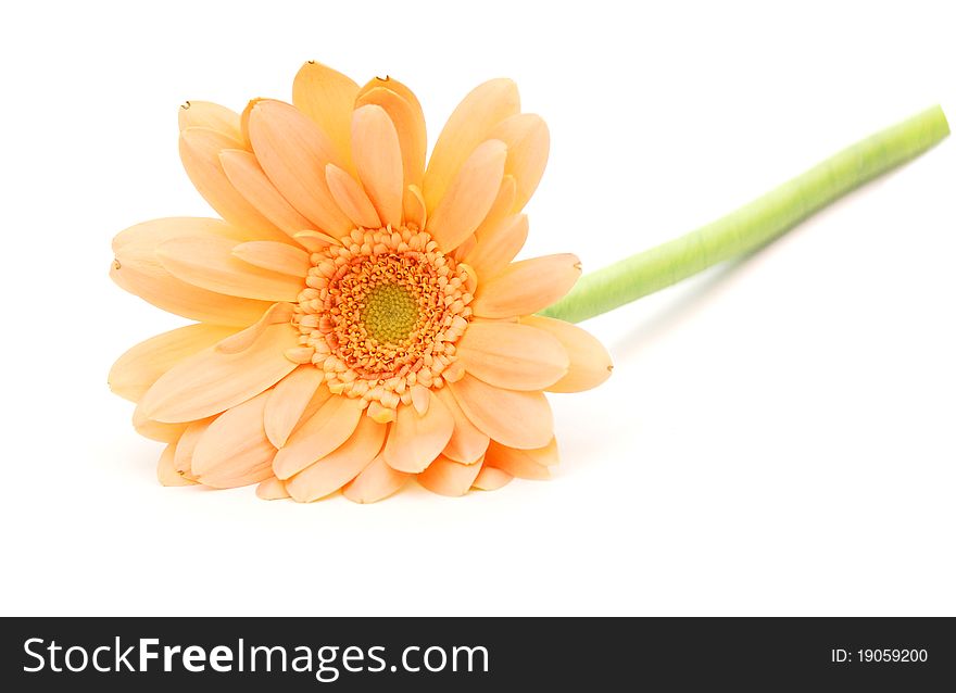 Laying down a golden gerbera daisy. Laying down a golden gerbera daisy
