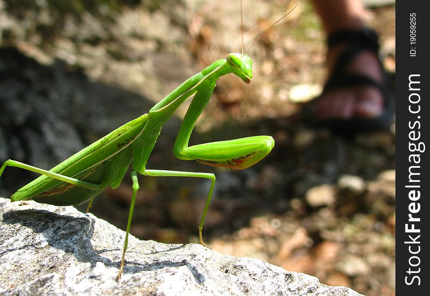Praying Mantis on a hot rock