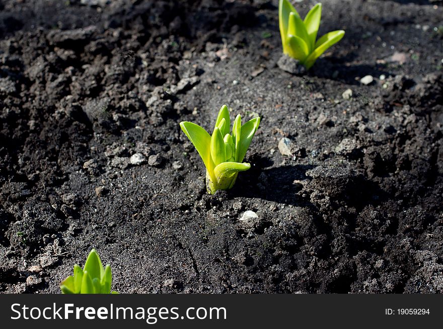 First green leafs of flowers at early spring. First green leafs of flowers at early spring