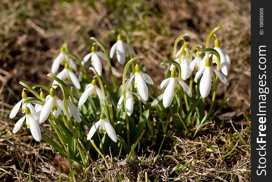Snowflowers in garden at early spring