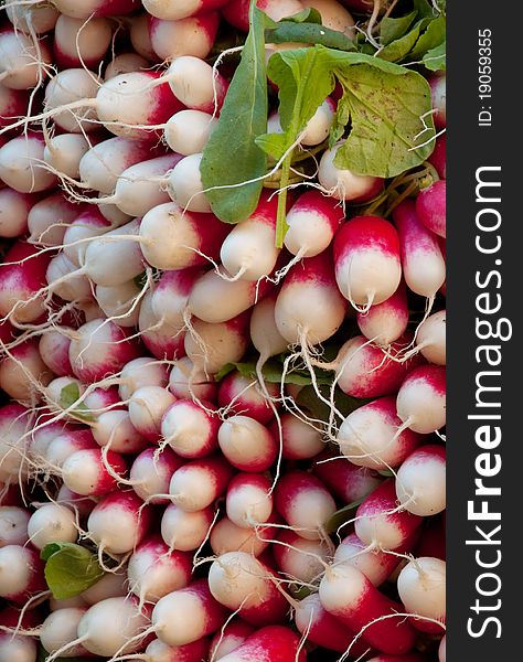 Bright red and white radishes piled up with roots facing outwards. Bright red and white radishes piled up with roots facing outwards