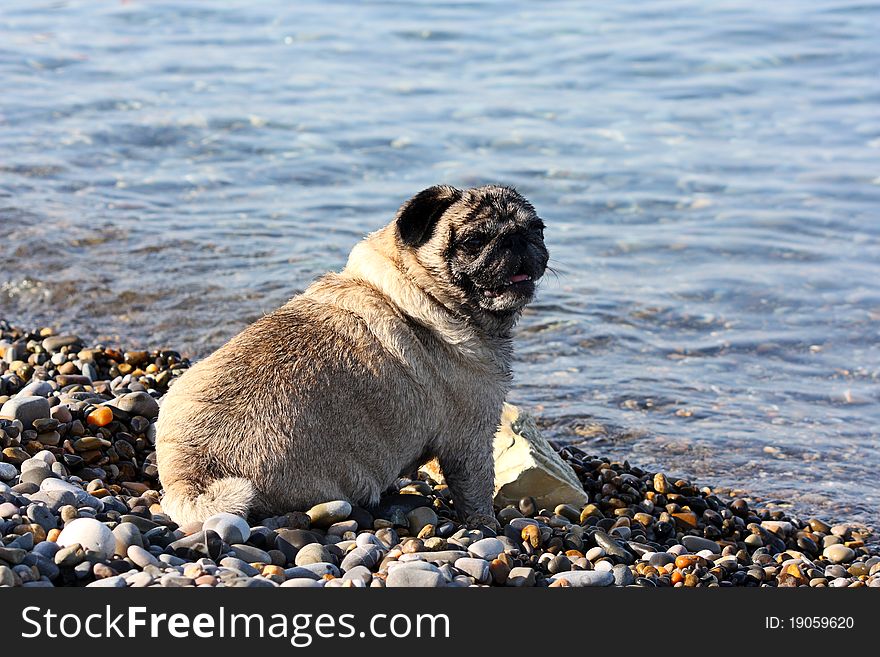 Dog On A Beach