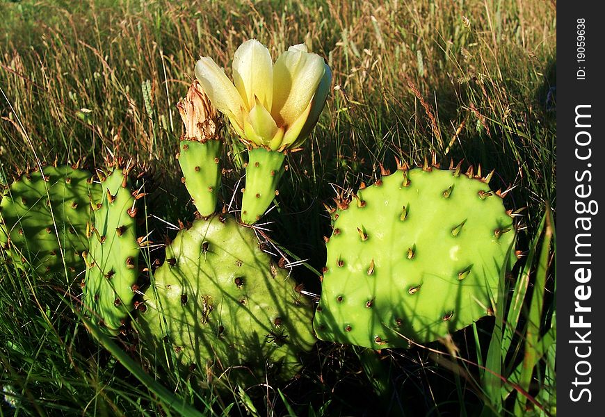 Prickly Pear cactus in bloom