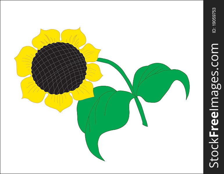 A blossoming sunflower with sunflower seed