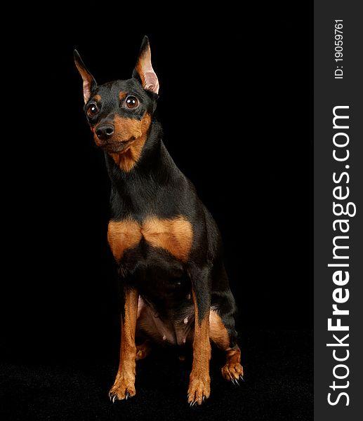 Black Miniature Pinscher isolated on black background