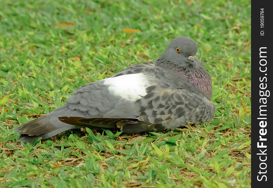 Pigeons In The Grass