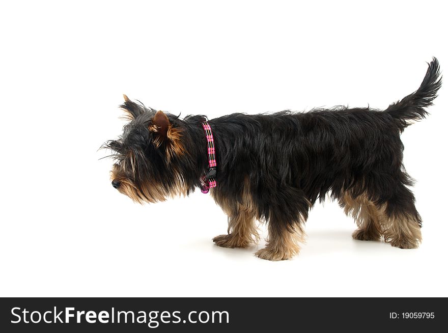 Young Yorkshire Terrier isolated on white with stretched body
