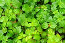 Green Leaf Pattern Stock Images Green Leaf Pattern Stock Images