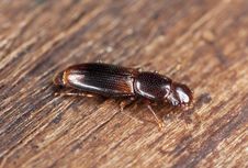 Wood Living Beetle Sitting On Wood Royalty Free Stock Photo