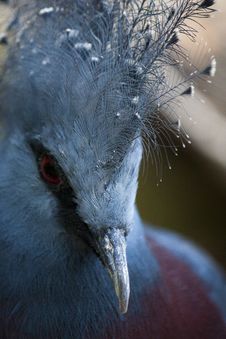 Victoria Crowned Pigeon Royalty Free Stock Photography