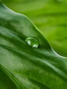 Green Leaf With Water Drop Royalty Free Stock Photography Green Leaf With Water Drop Royalty Free Stock Photography