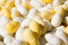 Silk Cocoons Stock Photography Silk Cocoons Stock Photography