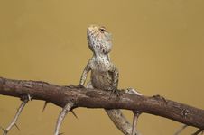 Garden Lizard Royalty Free Stock Photography Garden Lizard Royalty Free Stock Photography