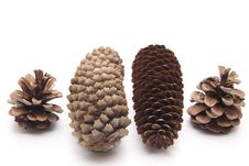Pine Cones And Fir Cones Royalty Free Stock Image Pine Cones And Fir Cones Royalty Free Stock Image