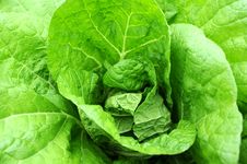 Celery Cabbage Stock Images Celery Cabbage Stock Images